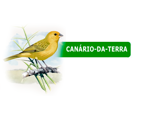 Nossa criação de Canário-da-terra