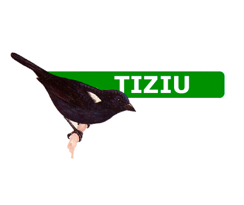 Nossa criação de Tiziu