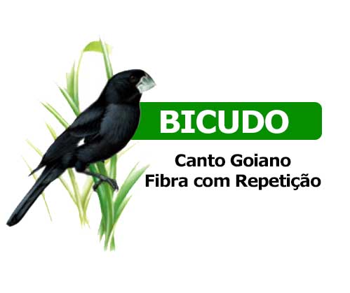 Nossa criação de Bicudo